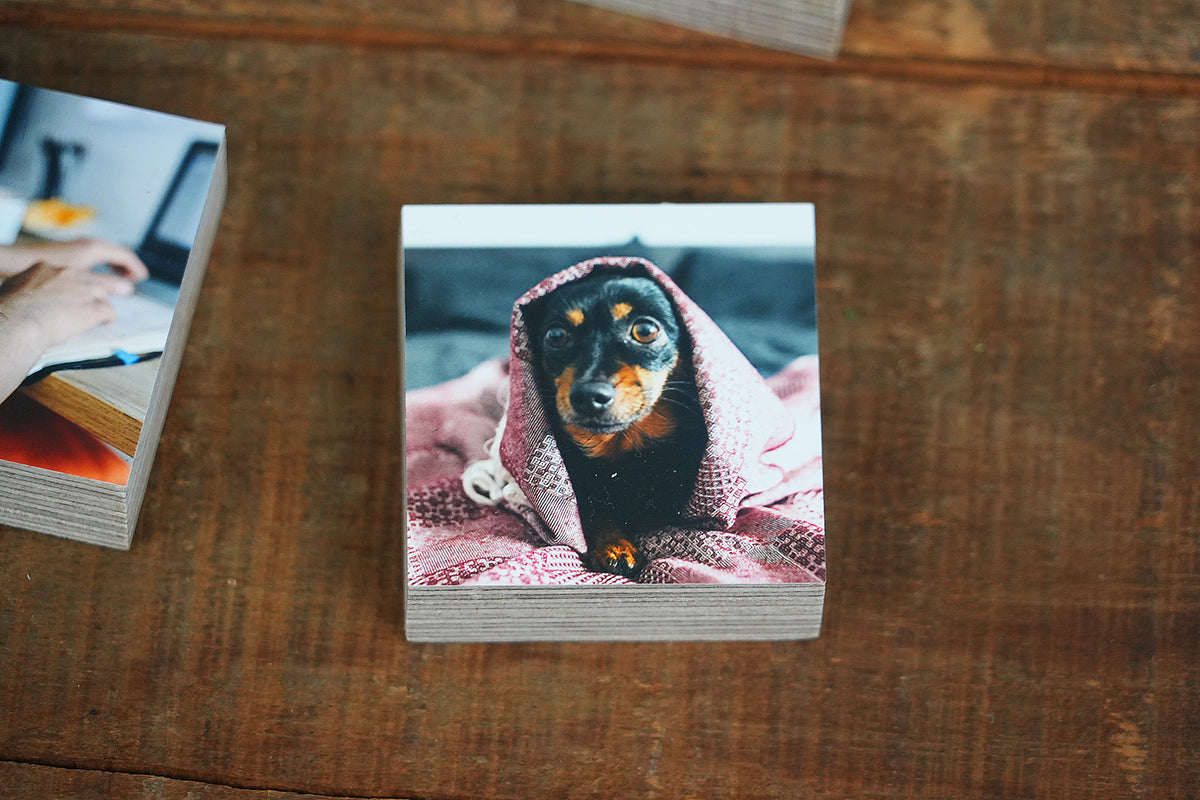 Dog Memorial Magnetic Memory Set, Mini Photo Blocks for Multiple MemoriesShiner Photo