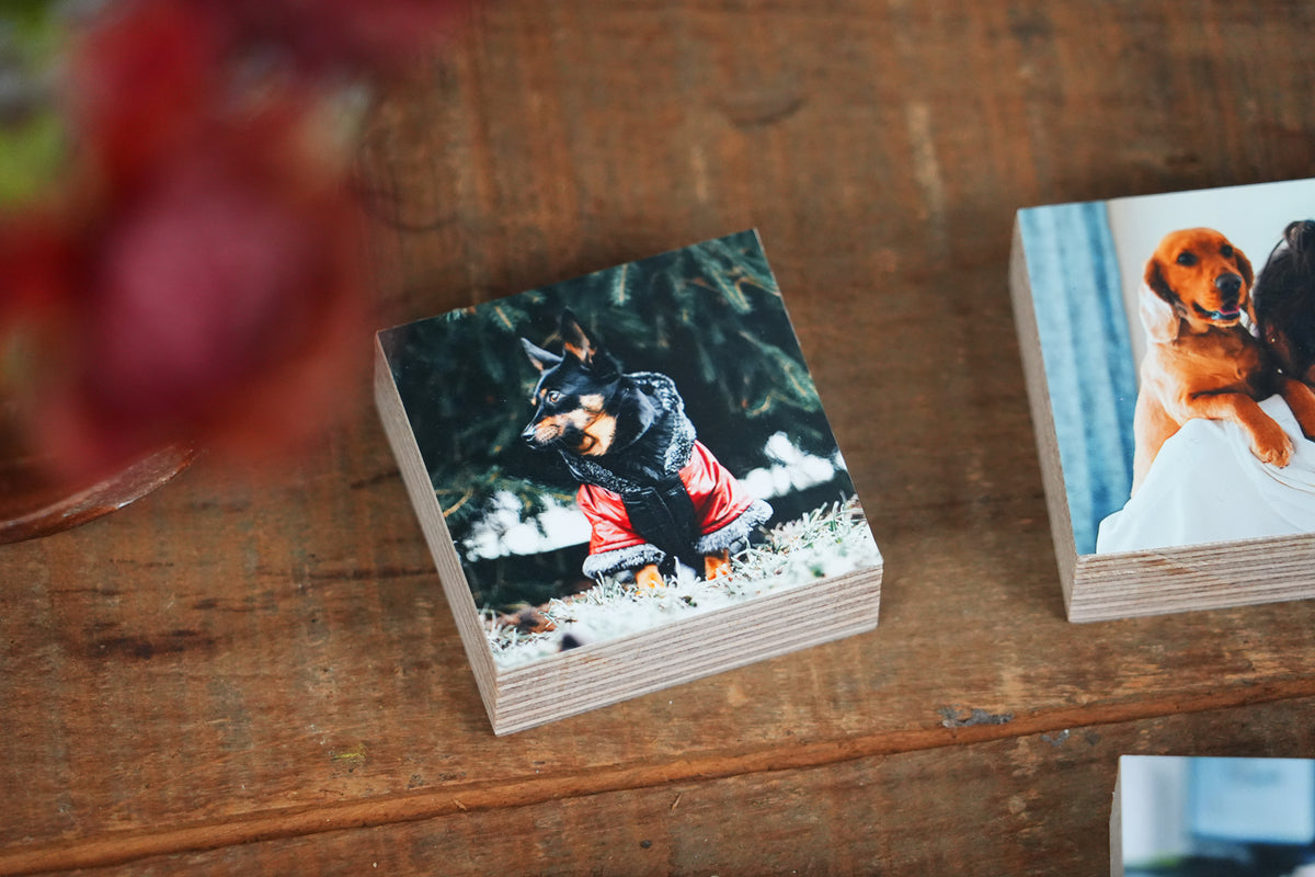 Dog Memorial Magnetic Memory Set, Mini Photo Blocks for Multiple MemoriesShiner Photo