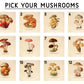Set of 3 - Mushroom Illustration Wall Art - 6" x 6" Photo Blocks