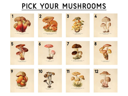 Set of 3 - Mushroom Illustration Wall Art - 6" x 6" Photo Blocks - Shiner Photo