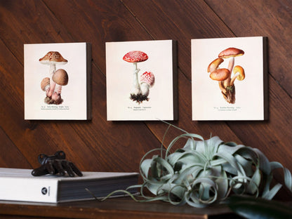 Set of 3 - Mushroom Illustration Wall Art - 6" x 6" Photo Blocks - Shiner Photo